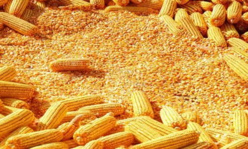 最近玉米期貨會(huì)大漲嗎？做一手玉米